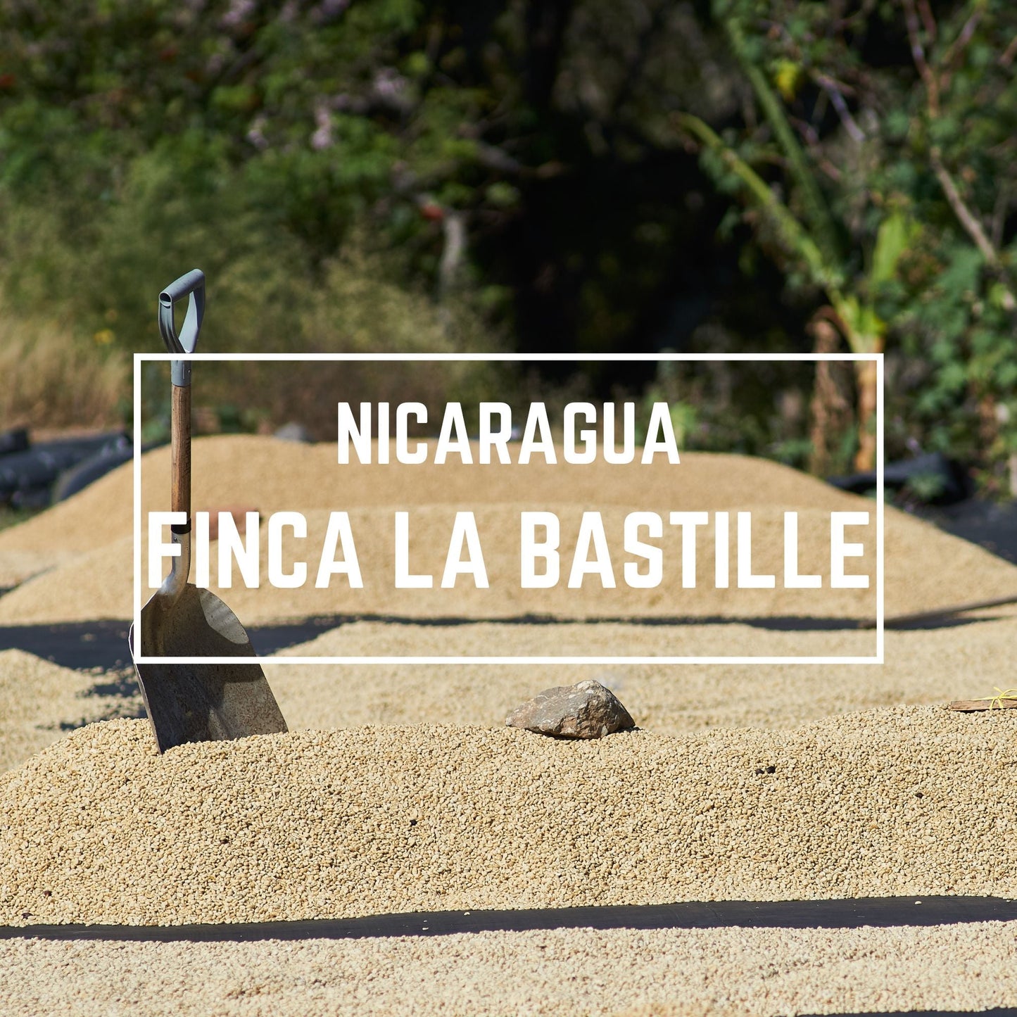 Nicaragua Finca La Bastille