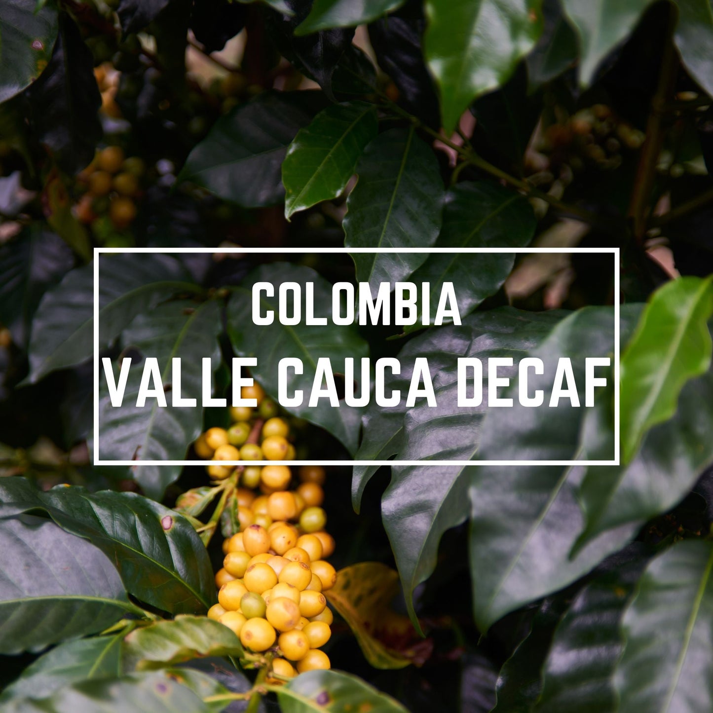 Colombia Valle Cauca Decaf