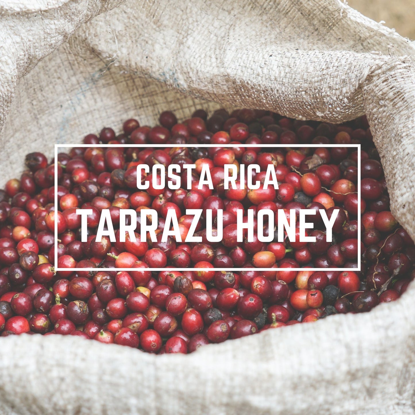 Costa Rica San Diego Honey